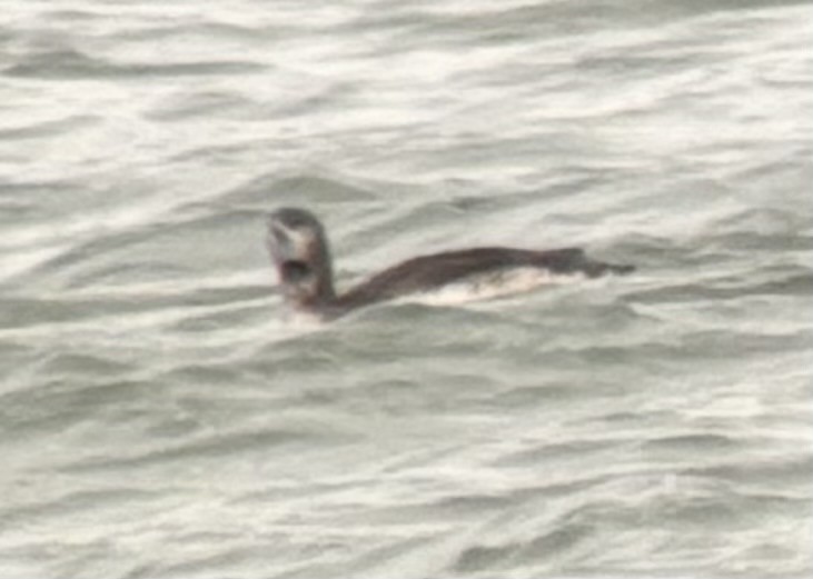 loon sp. - ML645243565