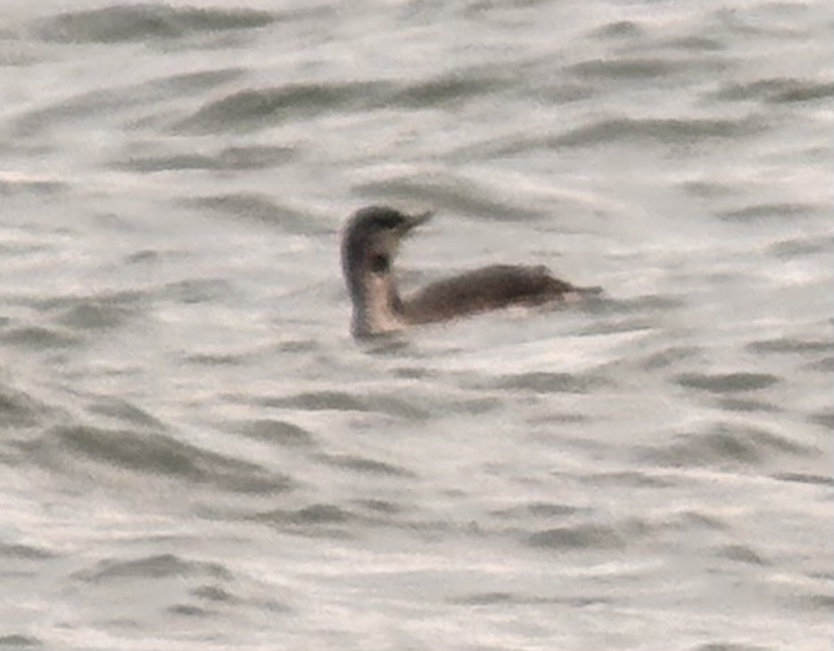 loon sp. - ML645243566