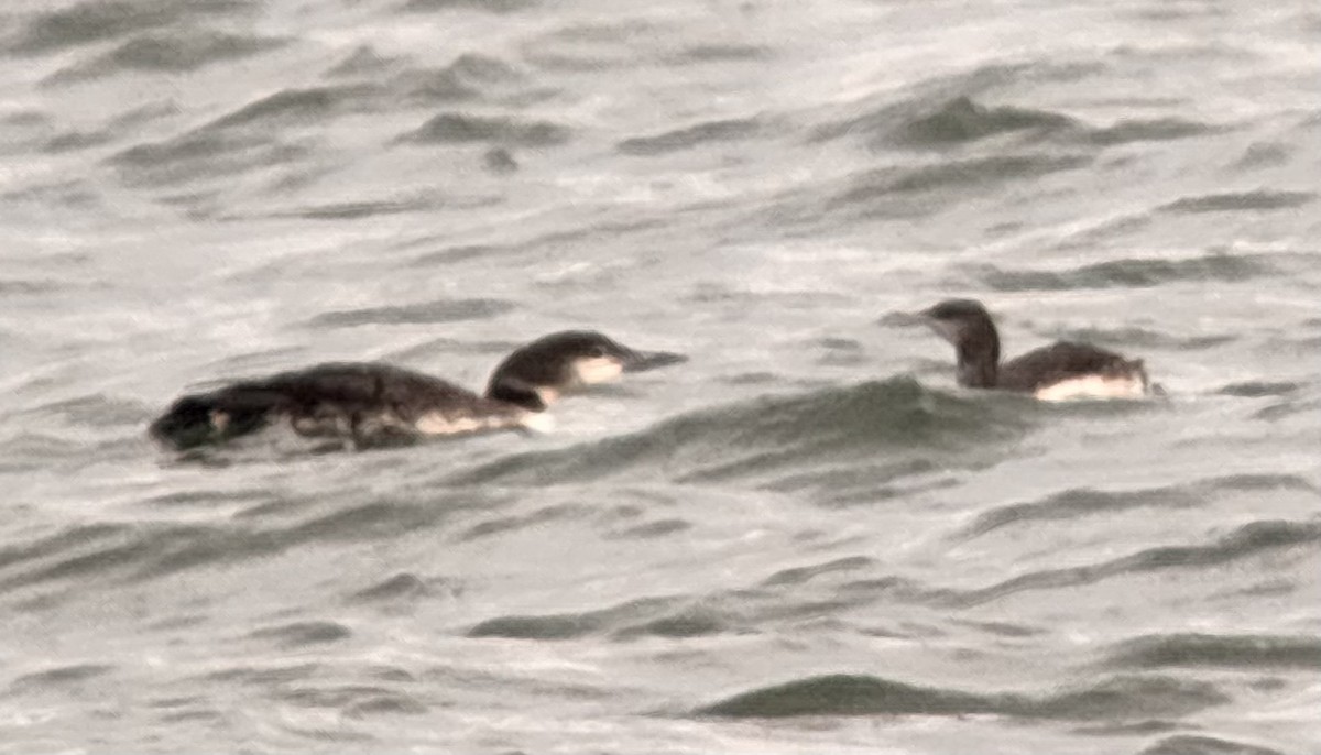 loon sp. - ML645243567