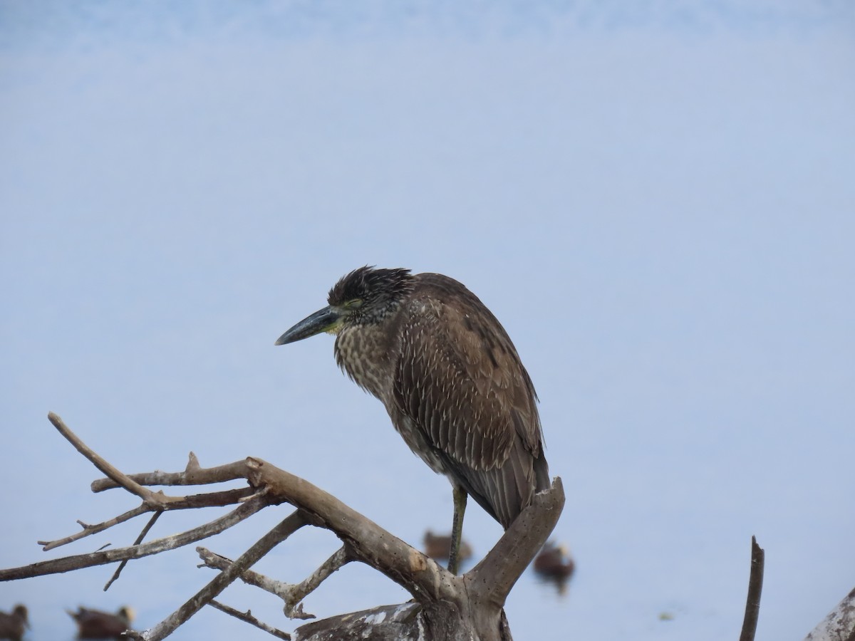 Квак чорногорлий - ML645243577