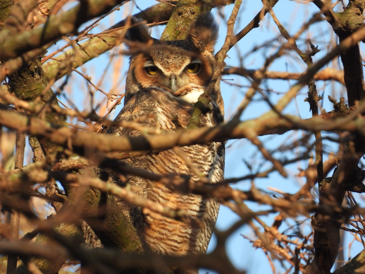 Great Horned Owl - ML645243578