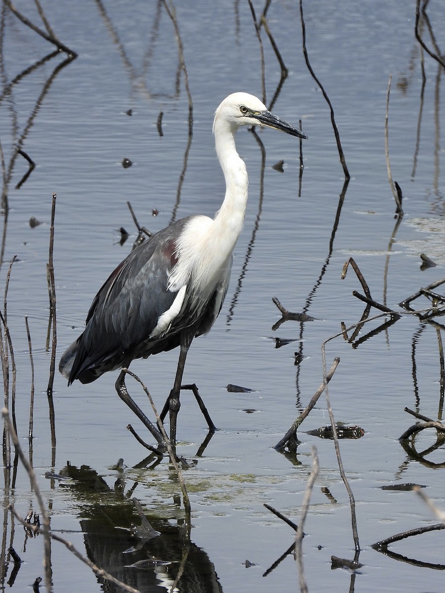 Pacific Heron - ML645243579
