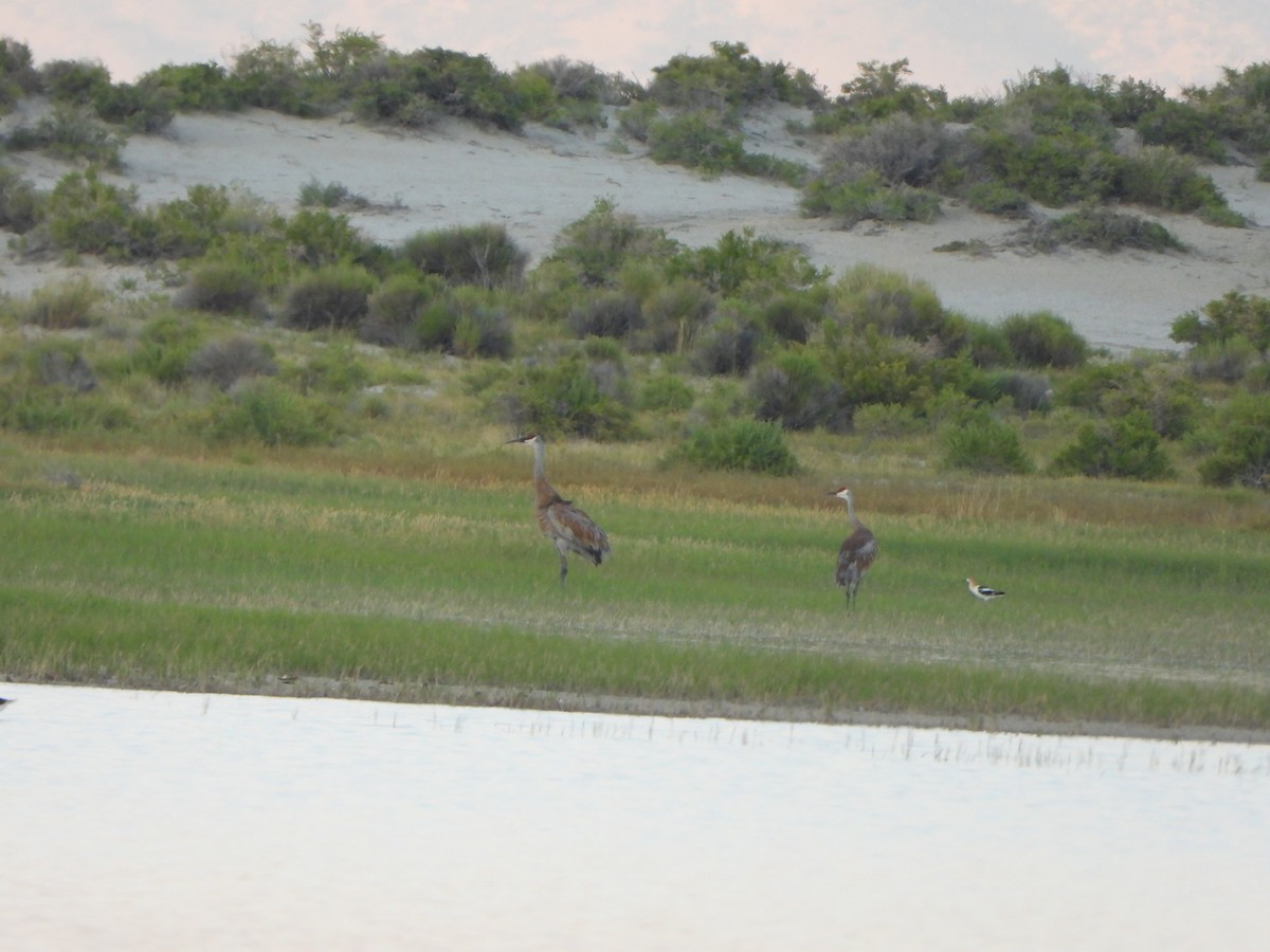 Sandhill Crane - ML645243582