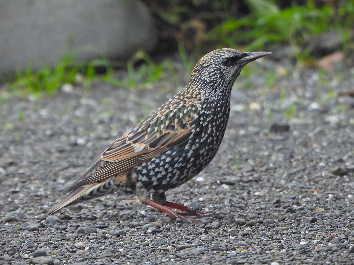 Хар тодол - ML645243586