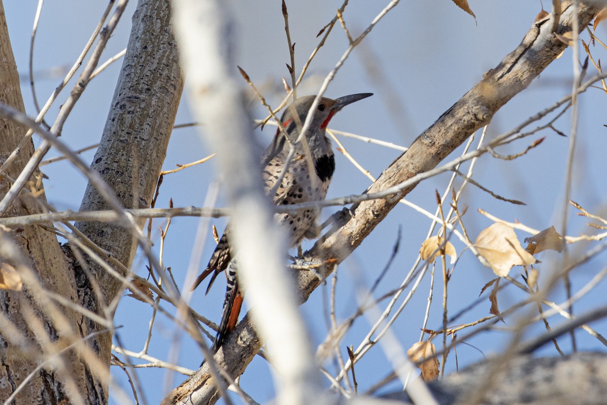 Northern Flicker (Yellow-shafted x Red-shafted) - ML645243587