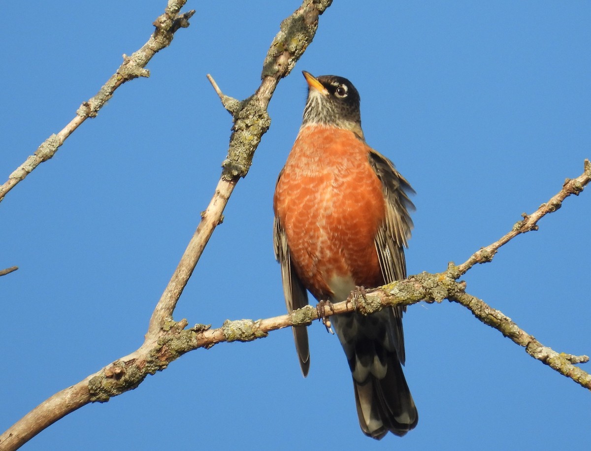 Странствующий дрозд - ML645243590