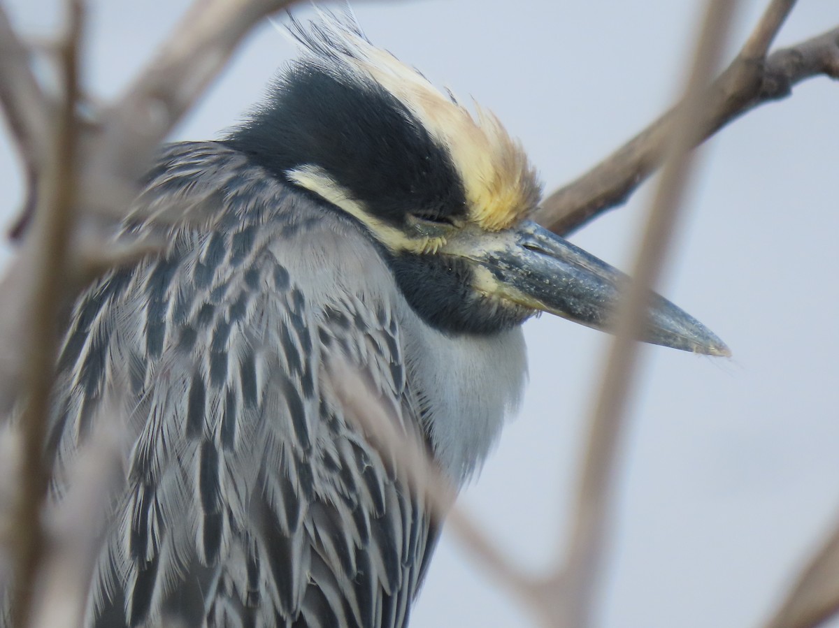 Квак чорногорлий - ML645243591