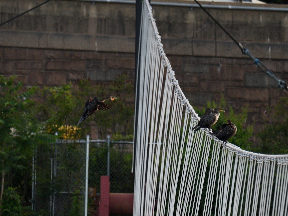 Cormorán Orejudo - ML645243606