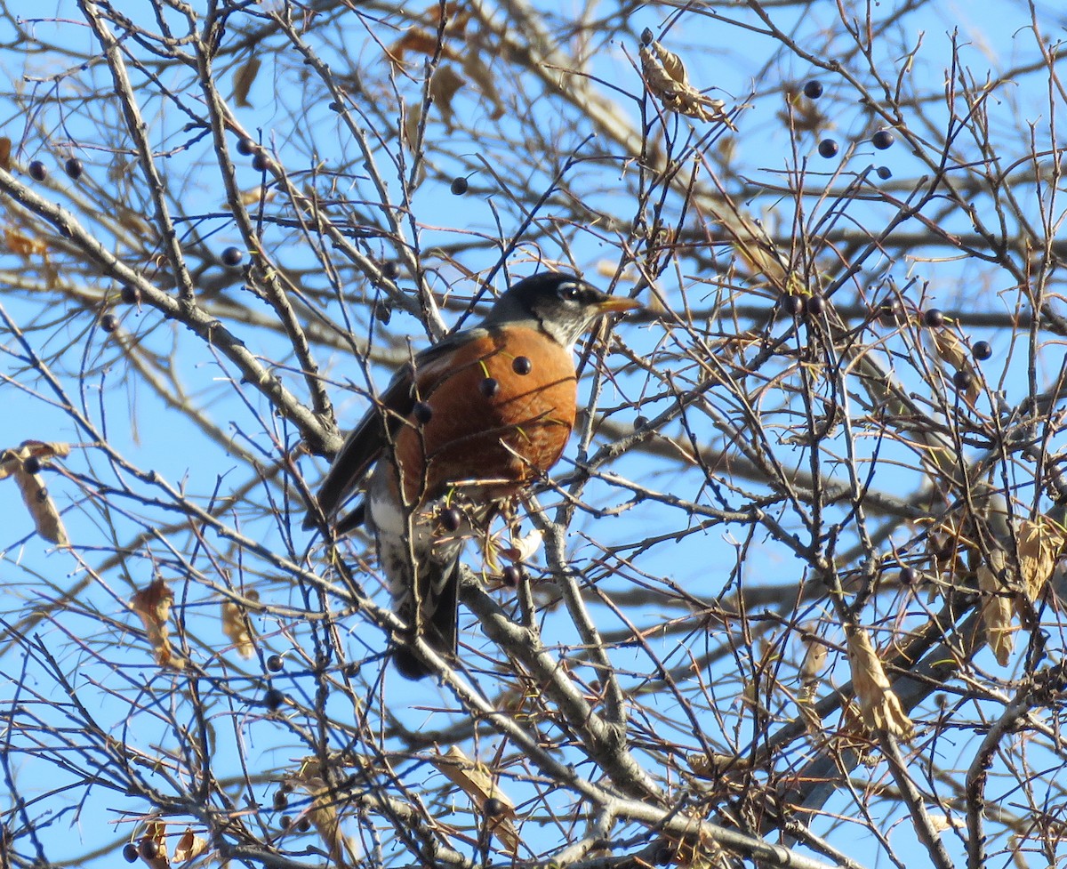 Странствующий дрозд - ML645243607