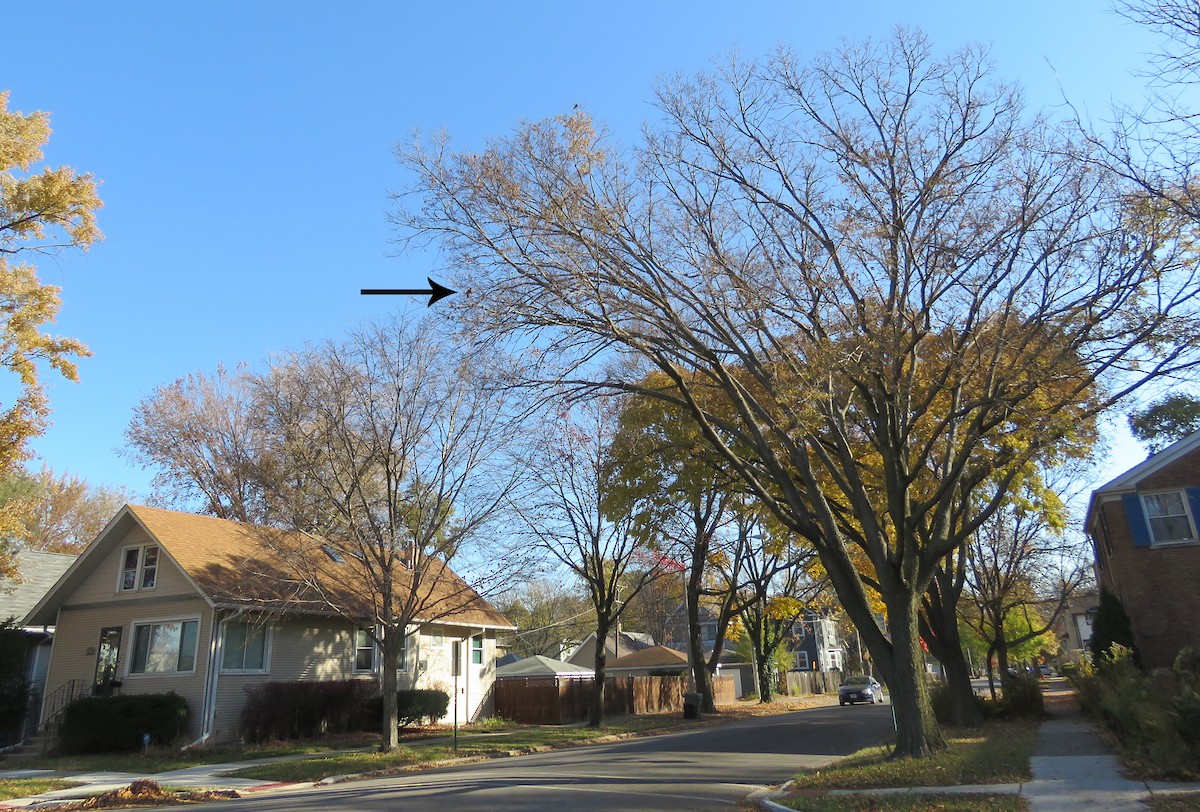 Странствующий дрозд - ML645243608