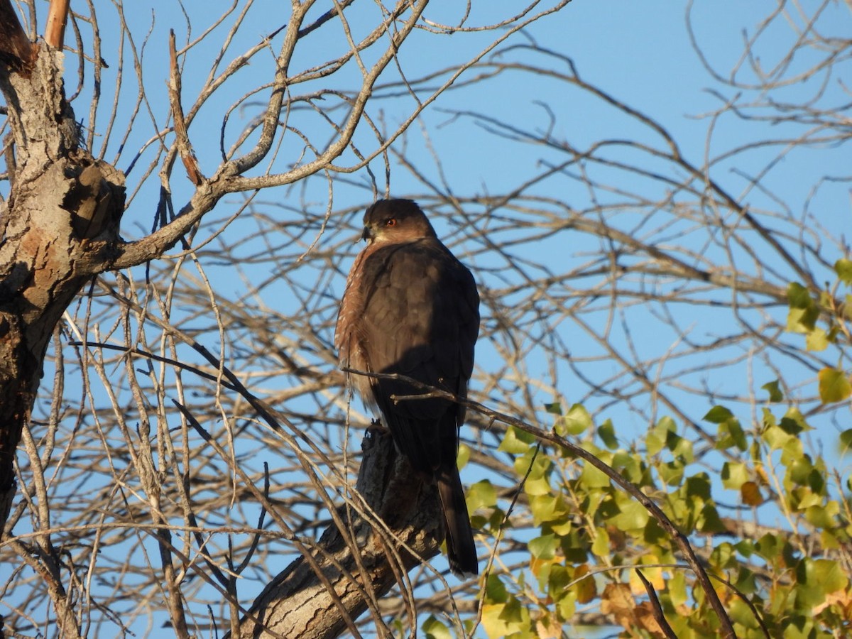 Cooper's Hawk - ML645243611