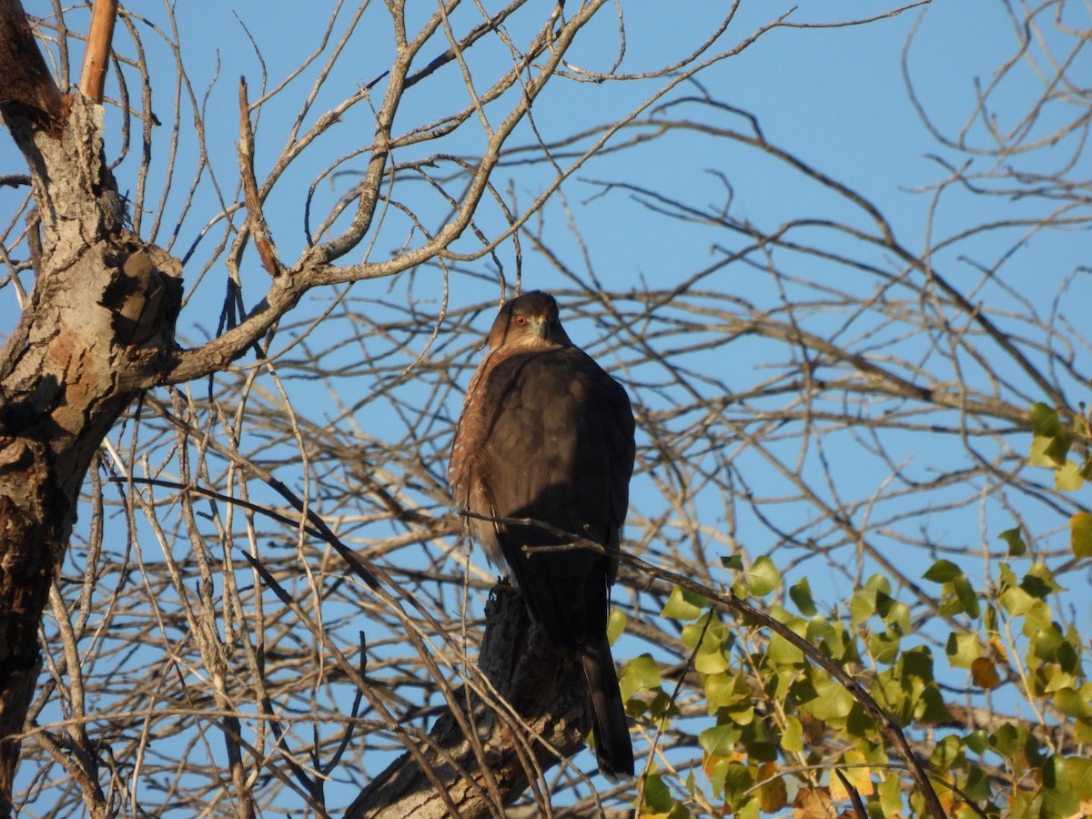 Cooper's Hawk - ML645243612