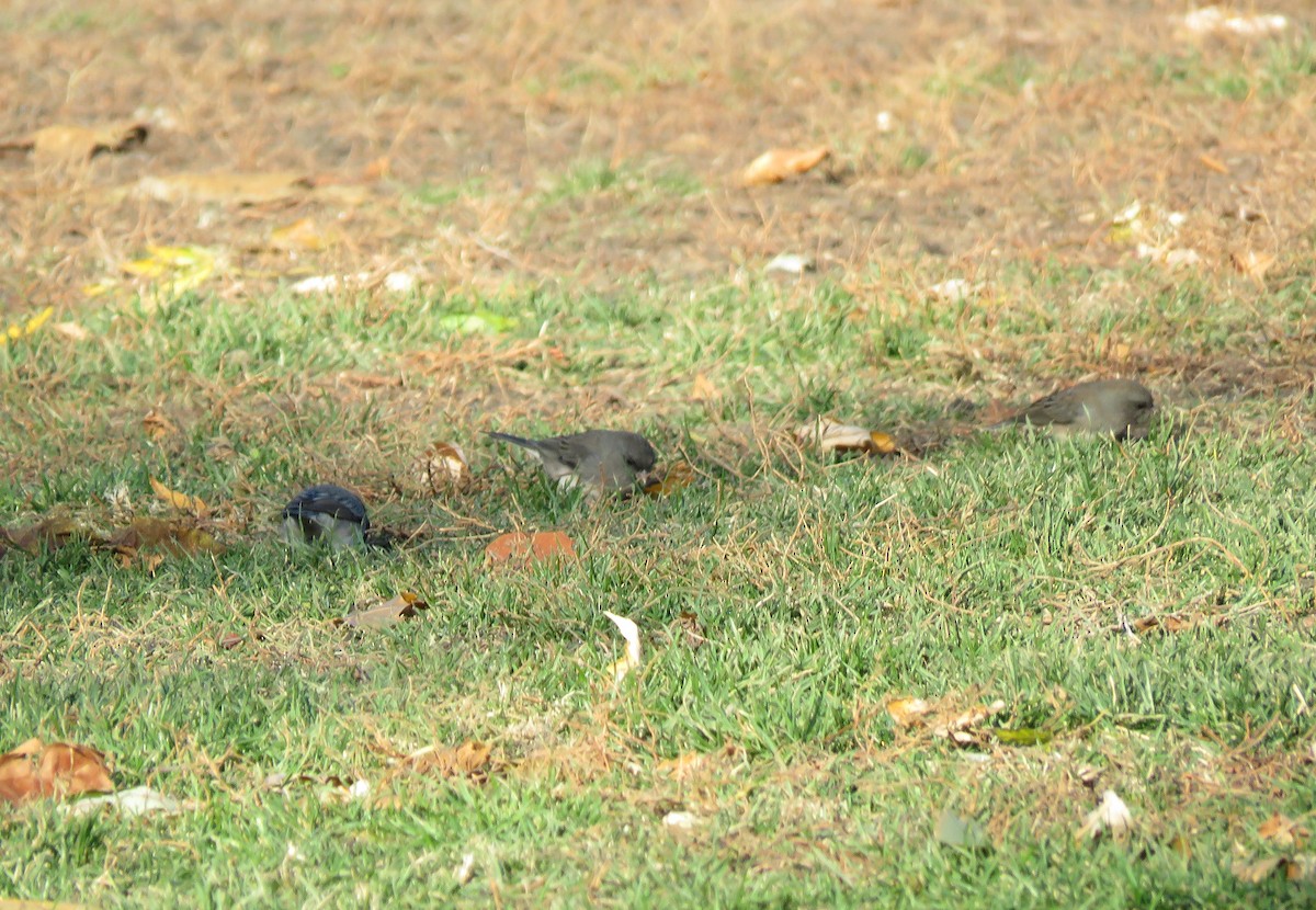 Dark-eyed Junco - ML645243615