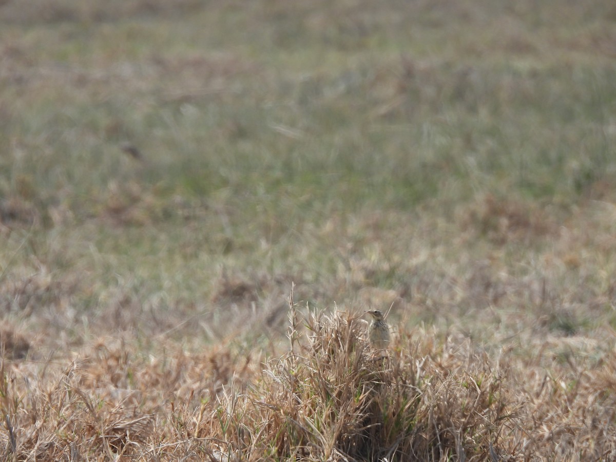 perupiplerke - ML645243617