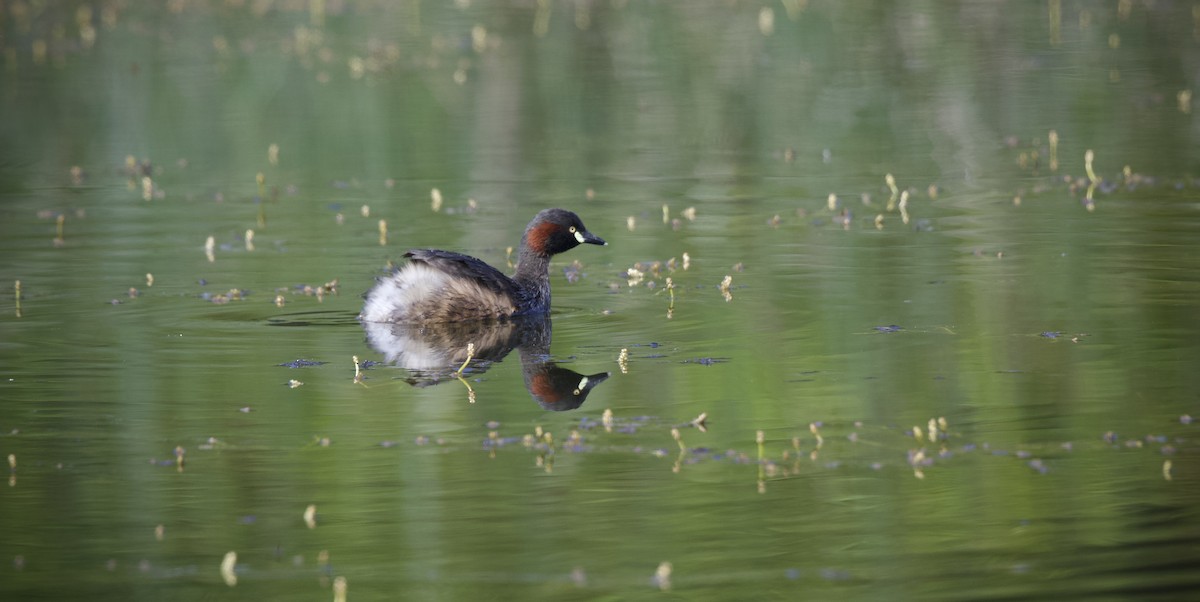 Australasian Grebe - ML645243618