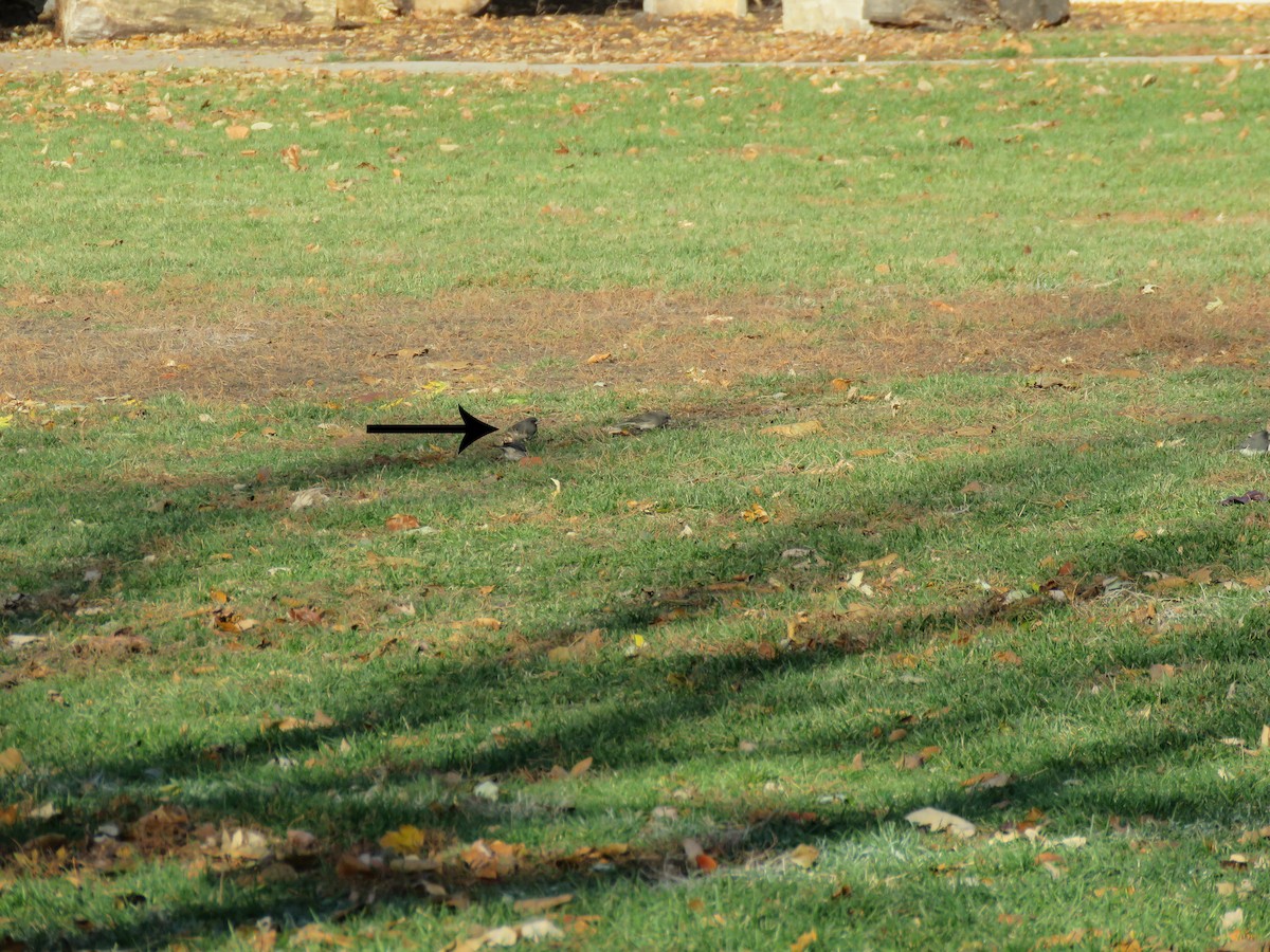 Dark-eyed Junco - ML645243619