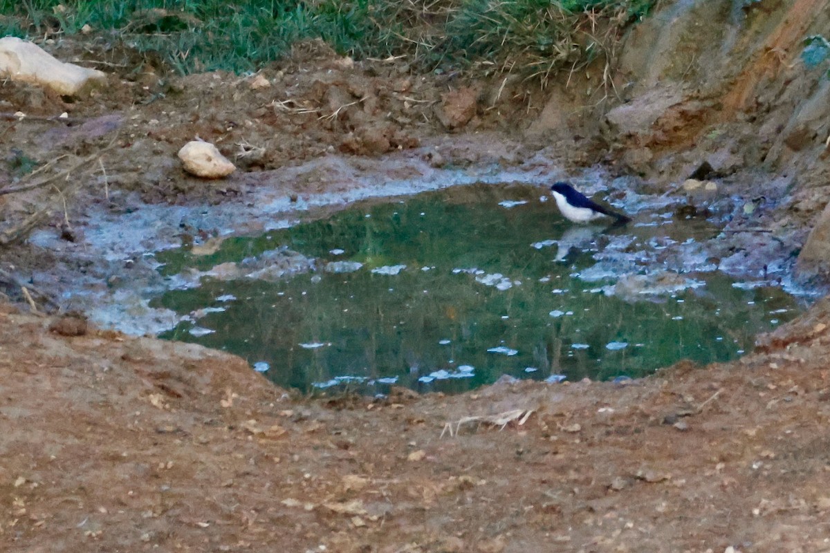 Jerdon's Bushchat - ML645243620