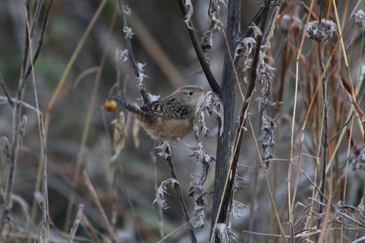 Sedge Wren - ML645243622