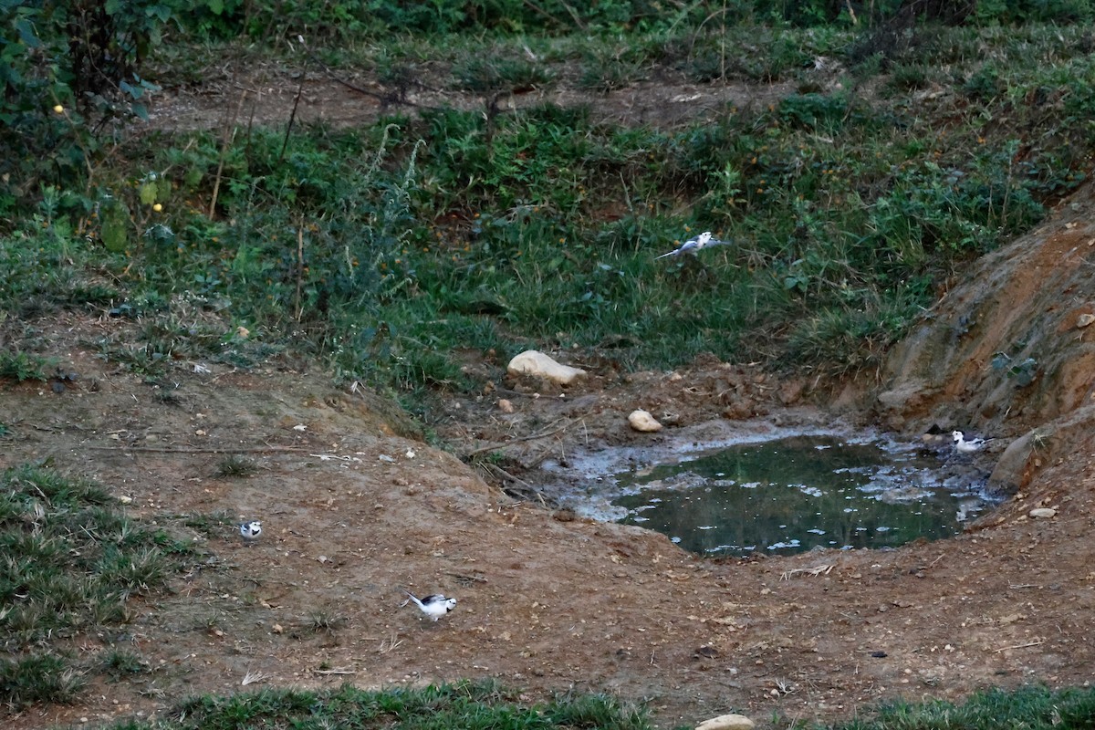 Ballerina bianca - ML645243623