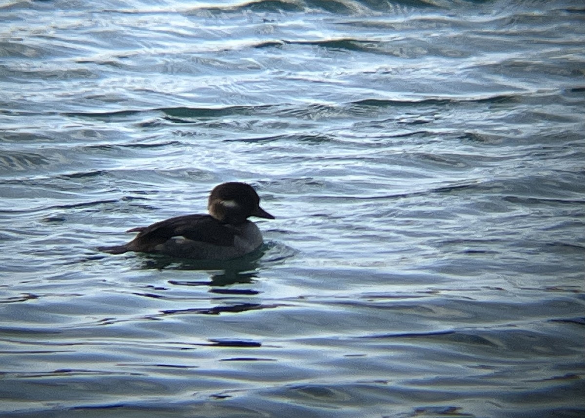 Гоголь-головастик - ML645243625