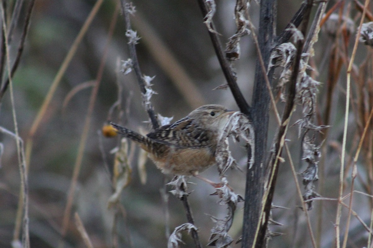 Sedge Wren - ML645243626
