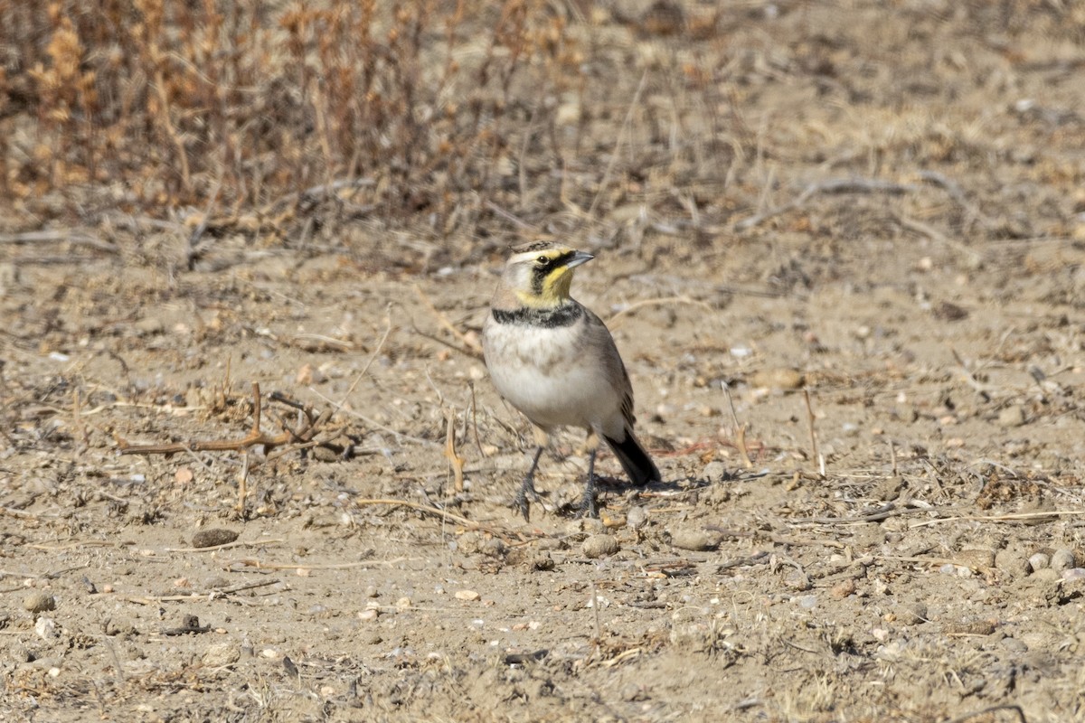 Horned Lark - ML645243632
