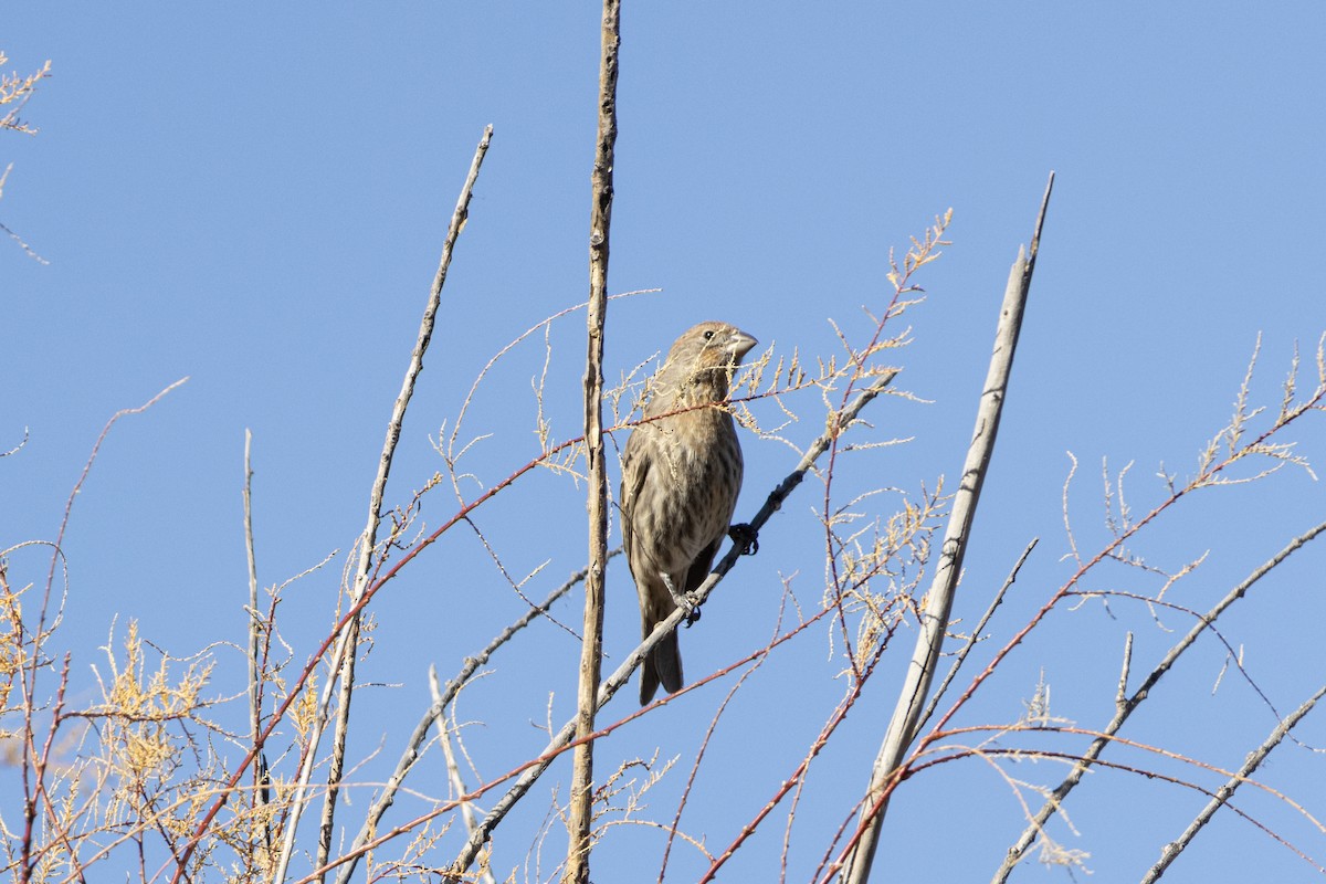 House Finch - ML645243640