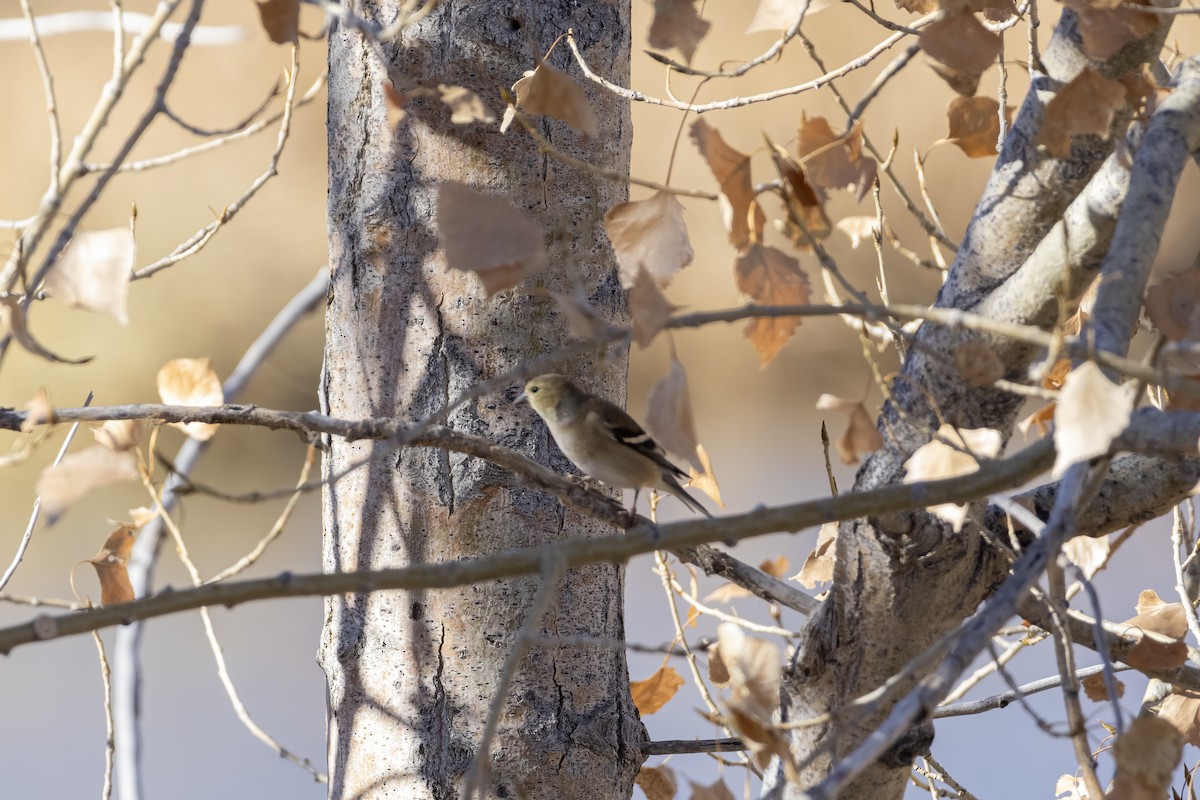 American Goldfinch - ML645243641