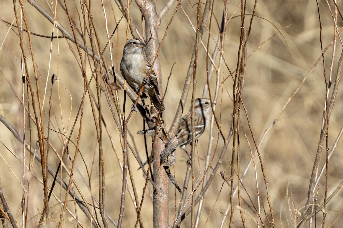 American Tree Sparrow - ML645243649