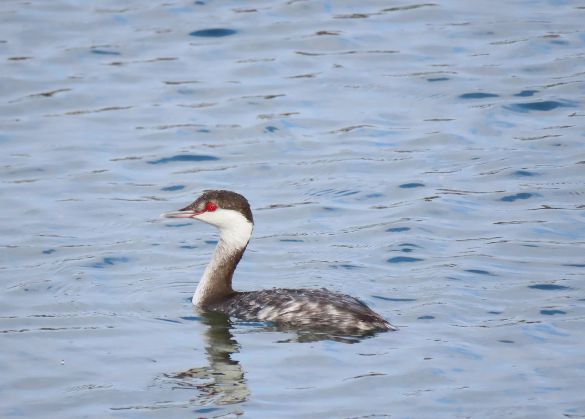 Txilinporta urrebelarria - ML645243653