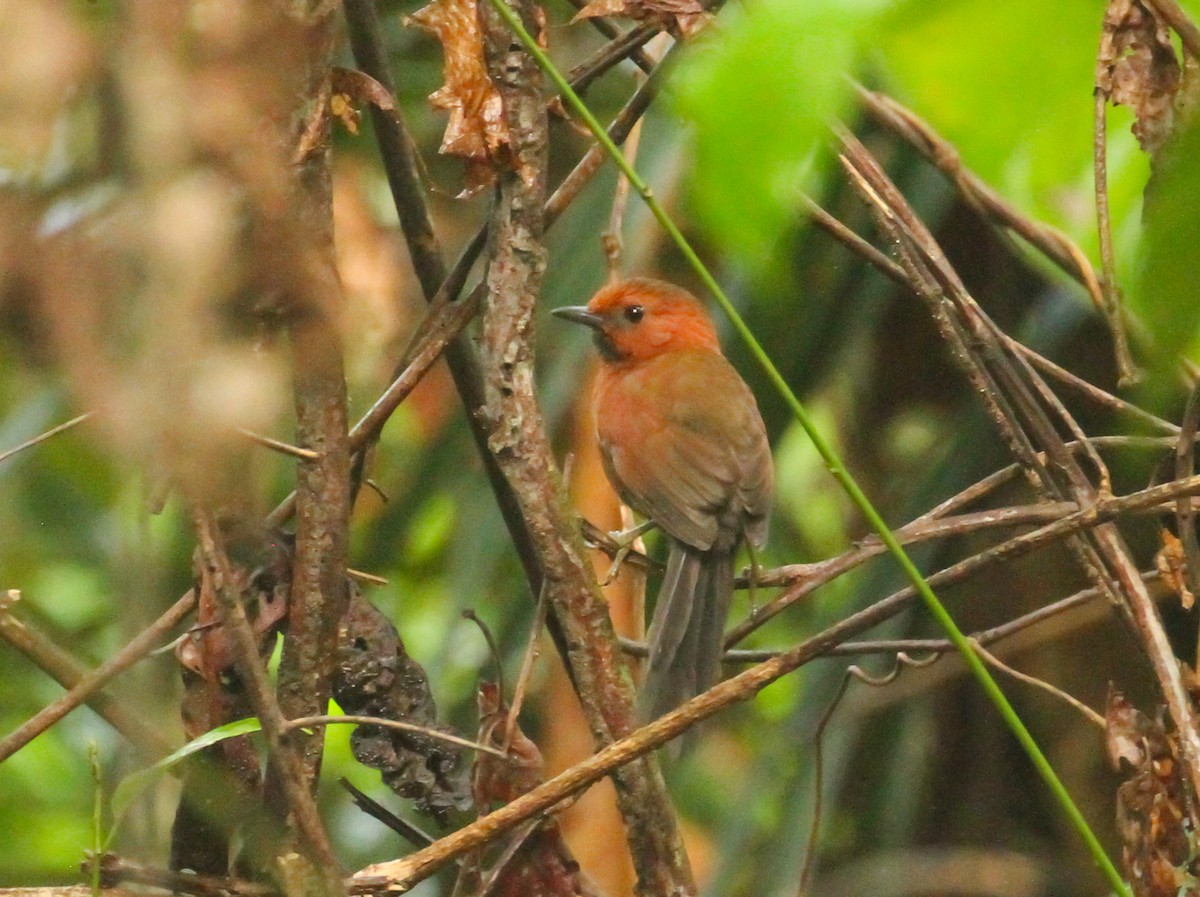 Ruddy Spinetail - ML645243654