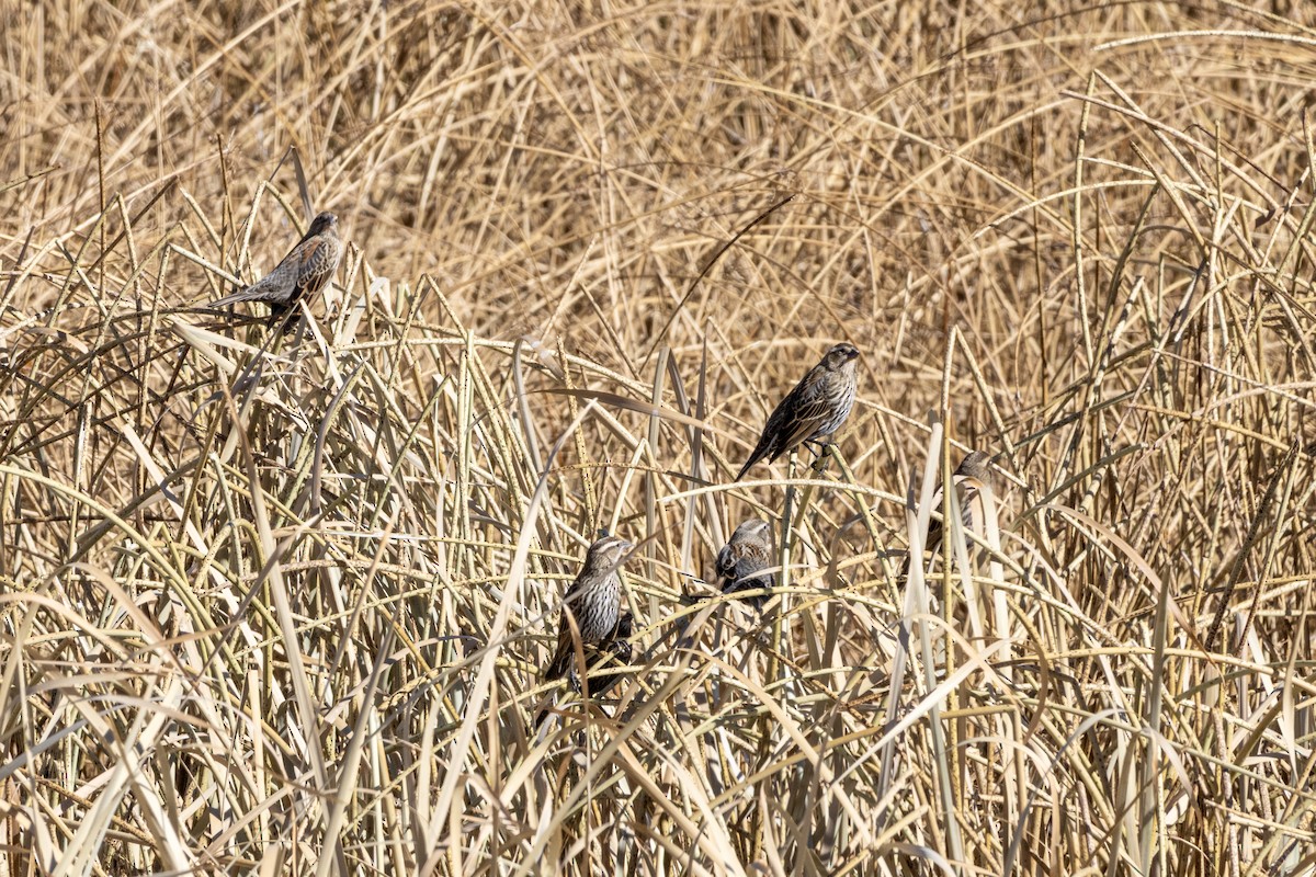 Red-winged Blackbird - ML645243657