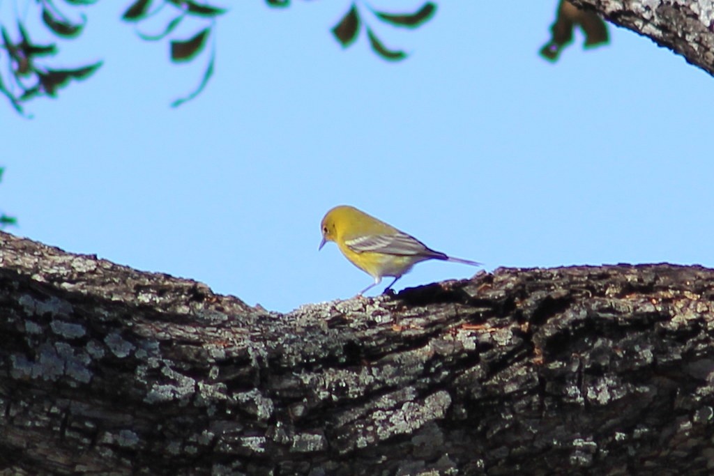 Kiefernwaldsänger - ML645243666