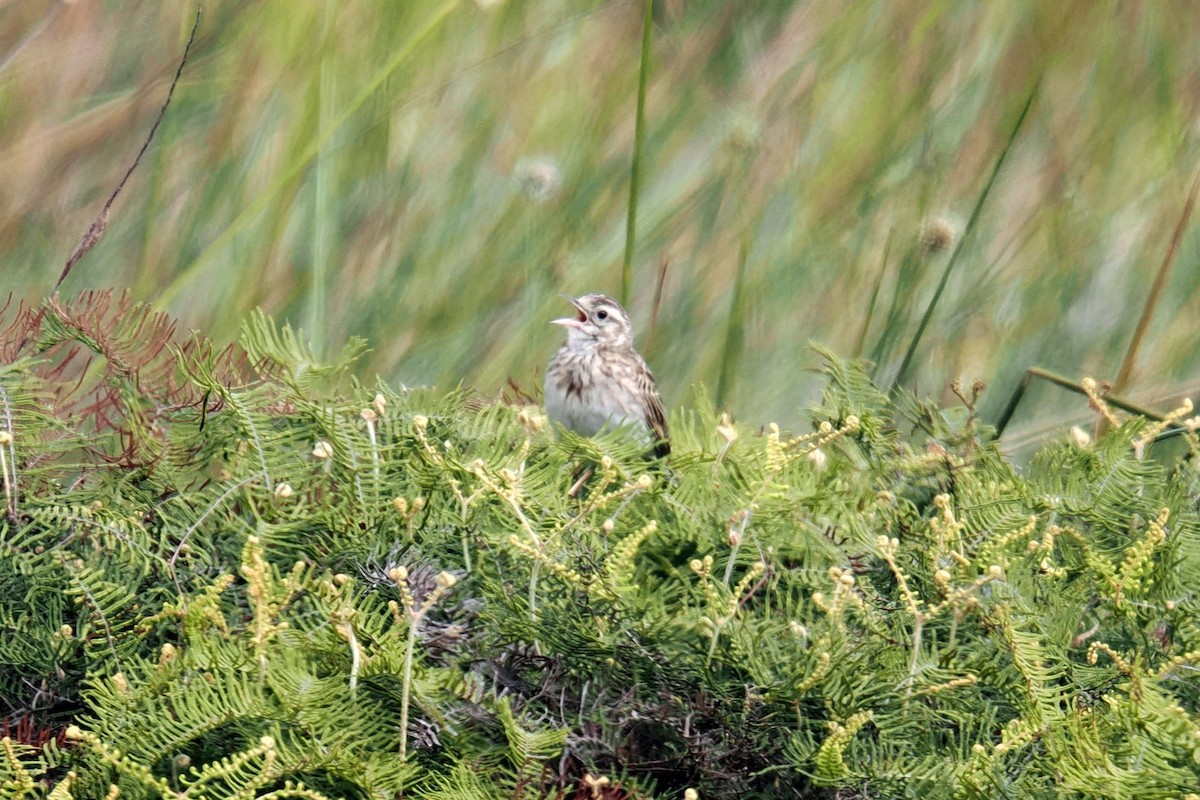 Eurasian Skylark - ML645243667