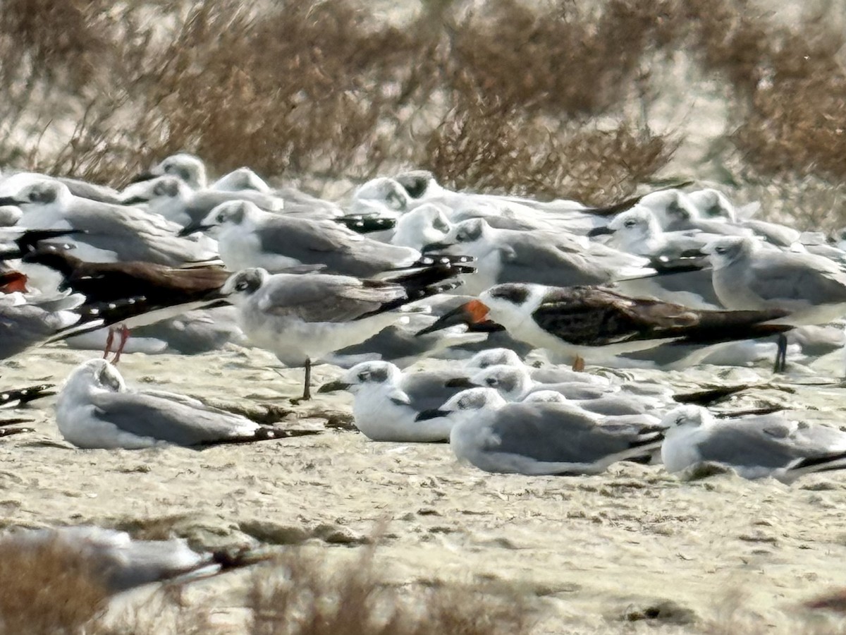 Franklin's Gull - ML645243668