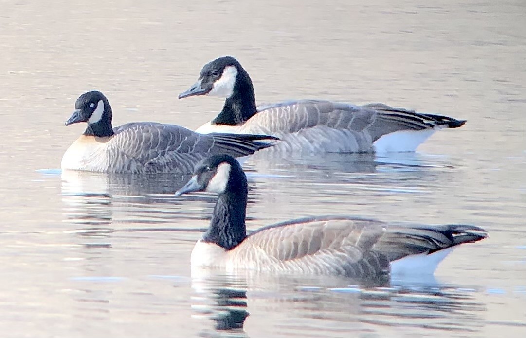 berneška malá - ML645243669