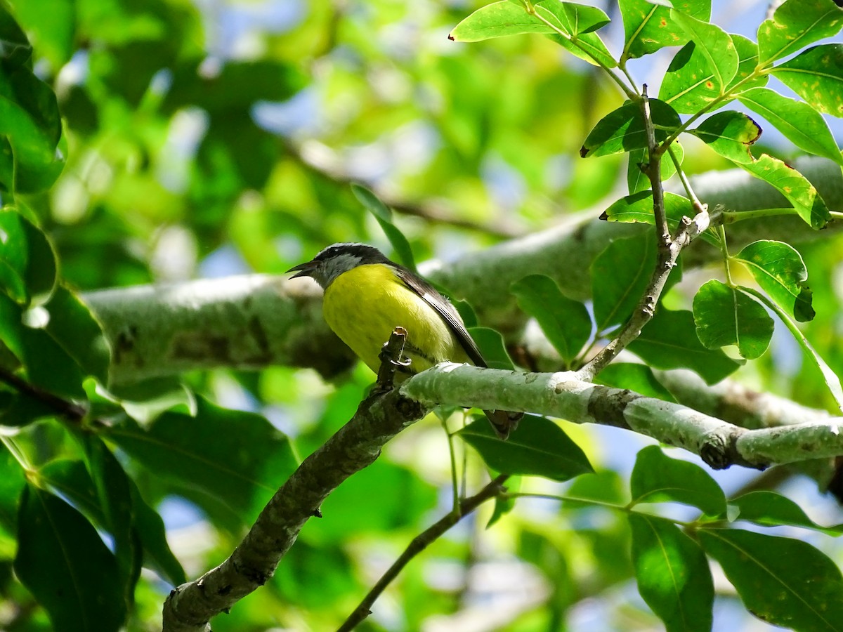 Bananaquit - ML645243670