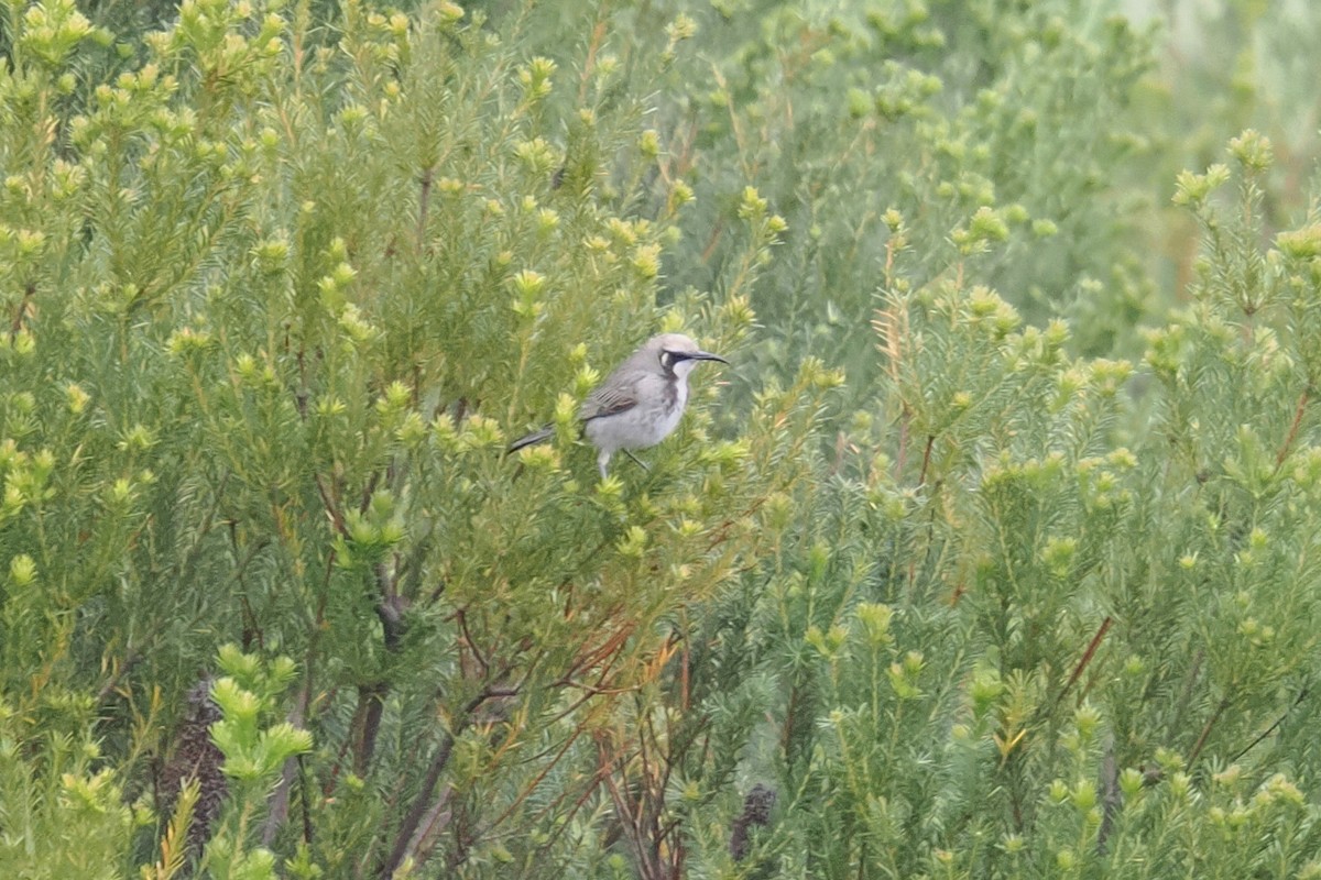 Tawny-crowned Honeyeater - ML645243671