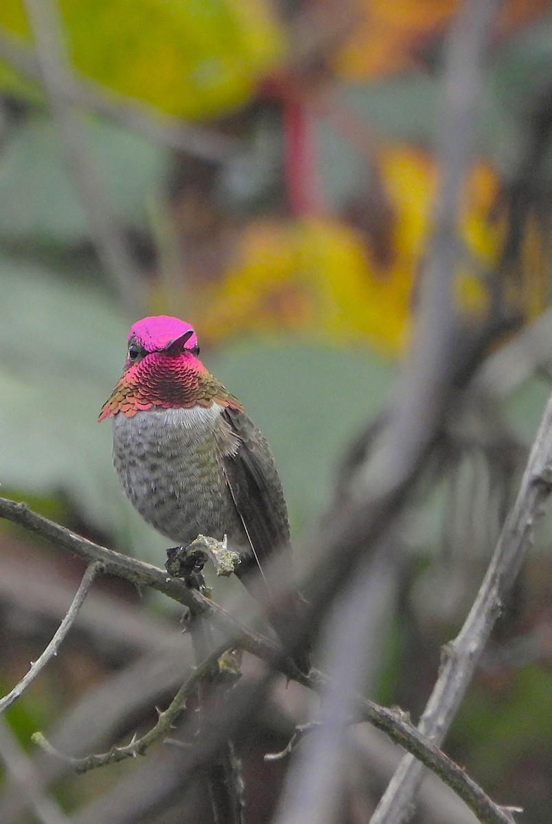 Anna's Hummingbird - ML645243673