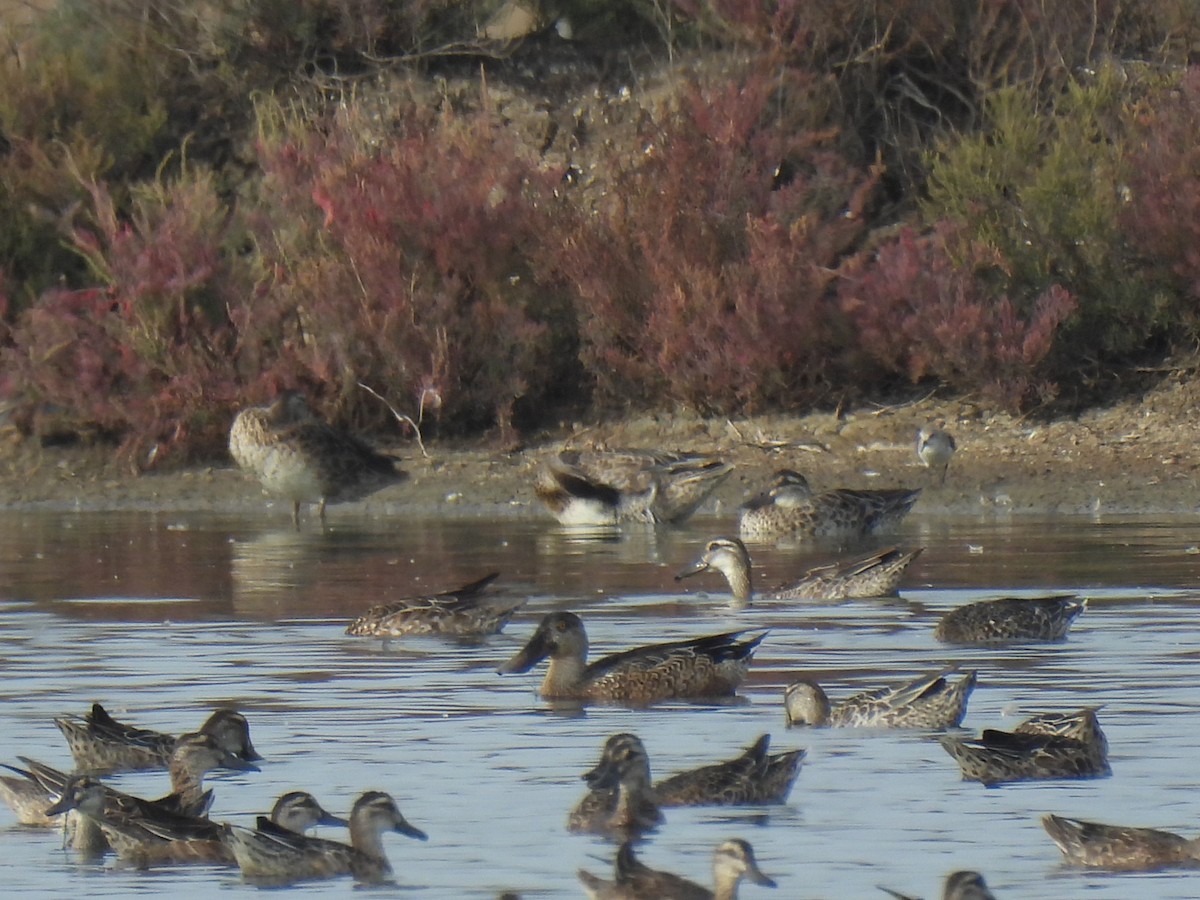 skjeand - ML645243674