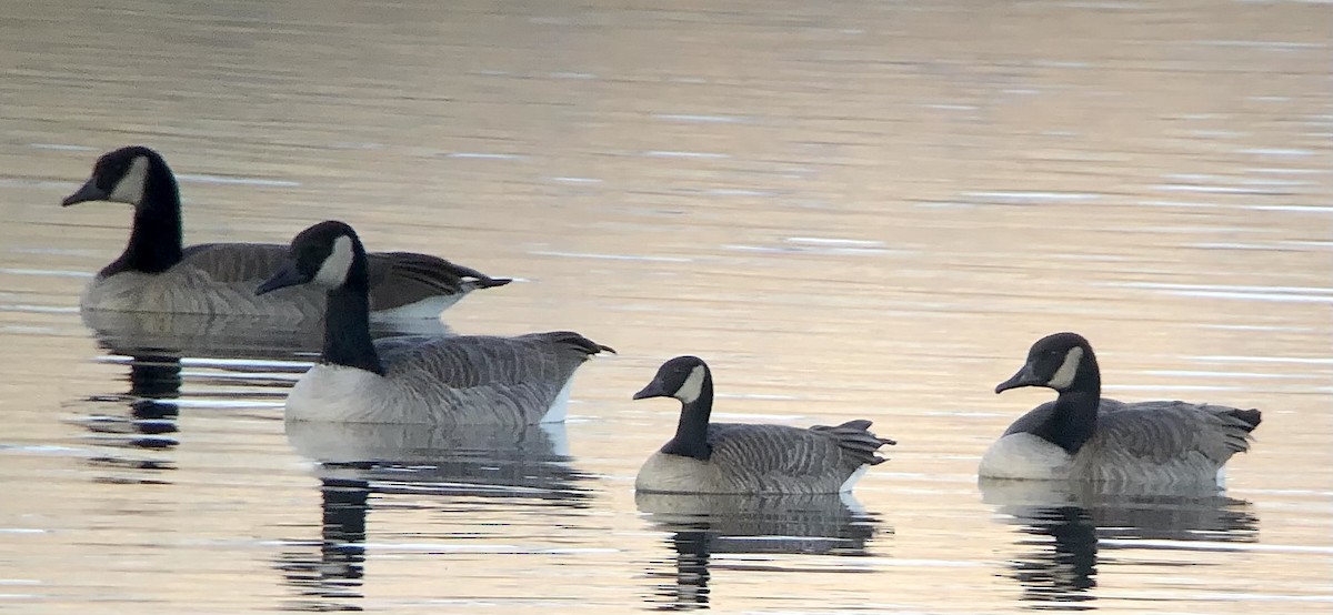Barnacla Canadiense Grande (grupo canadensis) - ML645243675