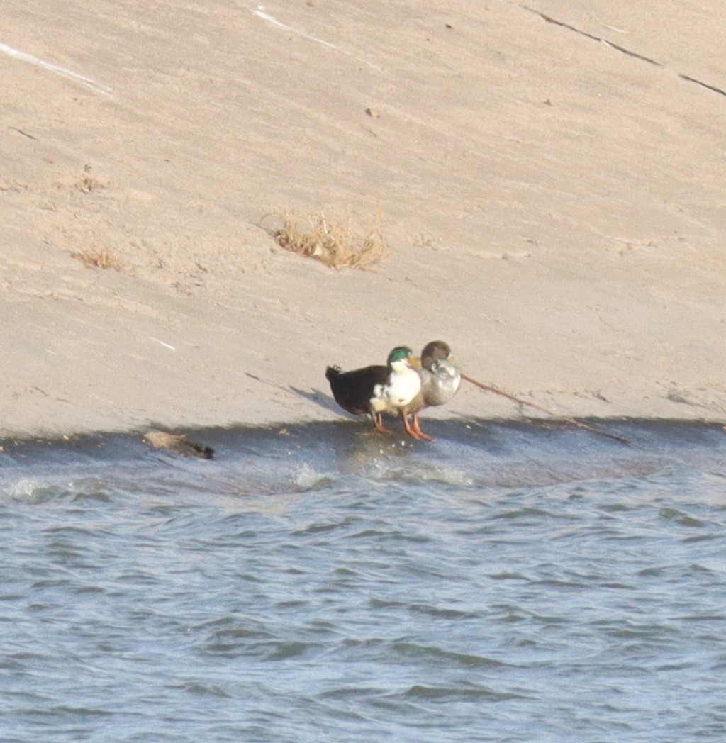 Mallard (Domestic type) - ML645243676