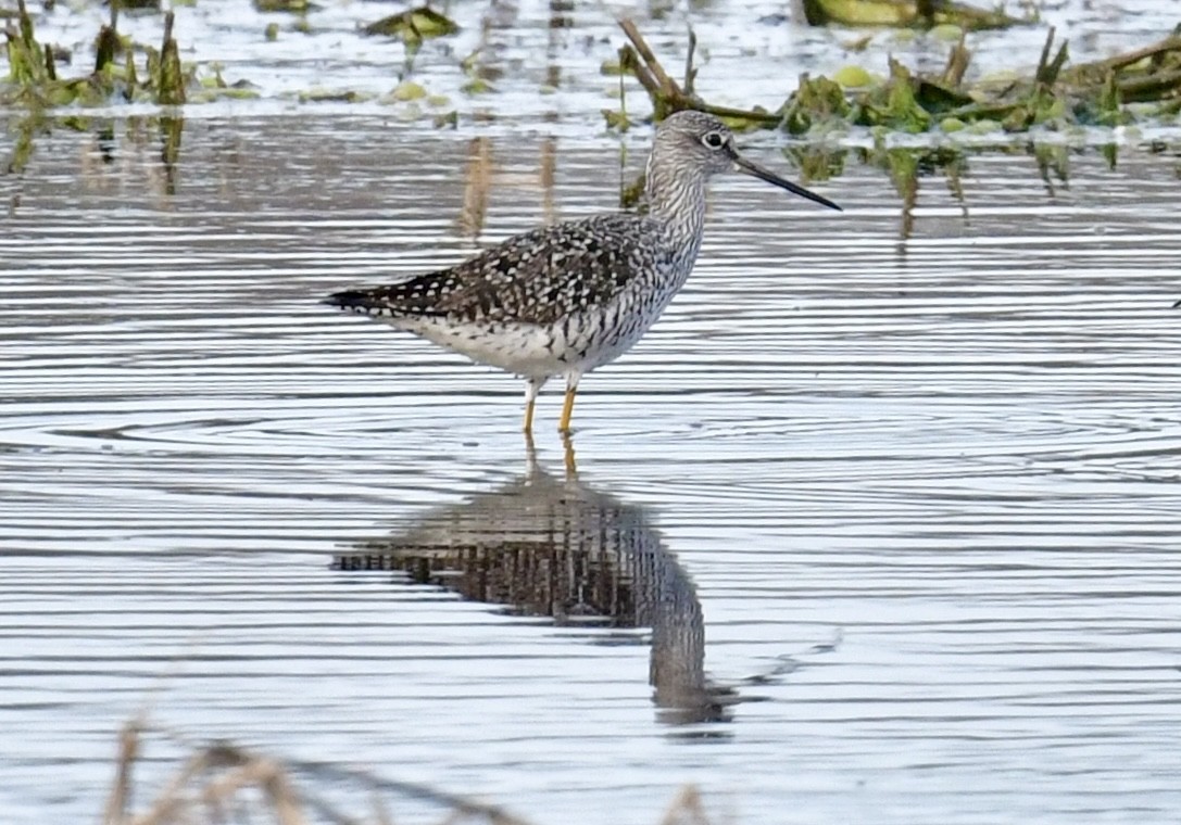 Greater Yellowlegs - ML645243677