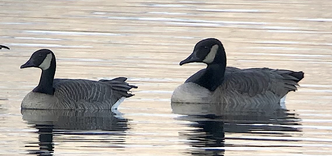 Barnacla Canadiense Grande (grupo canadensis) - ML645243678