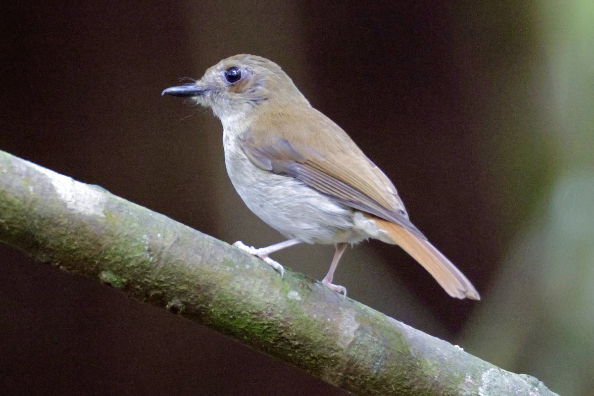 Crocker Jungle Flycatcher - ML645243679
