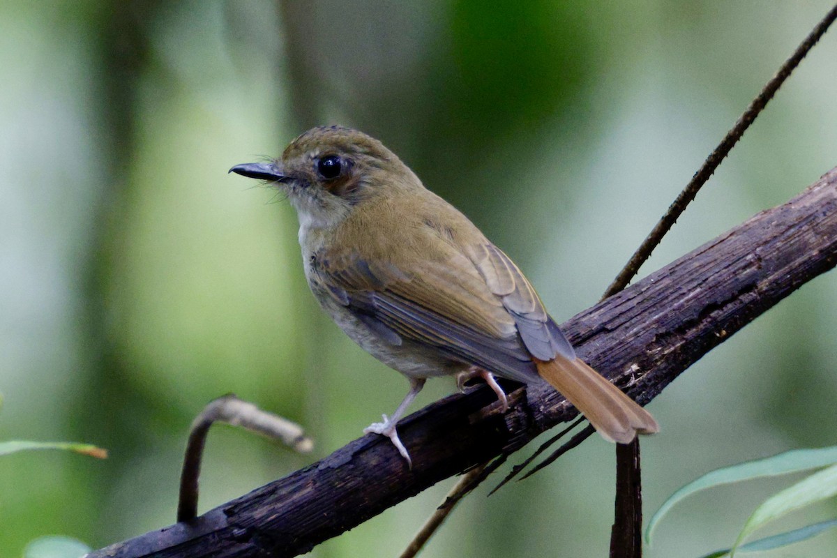Crocker Jungle Flycatcher - ML645243680