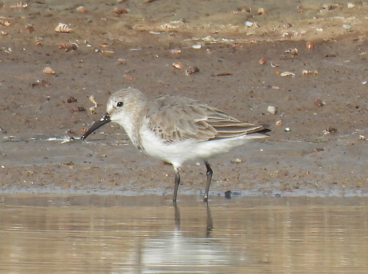 Dunlin - ML645243681