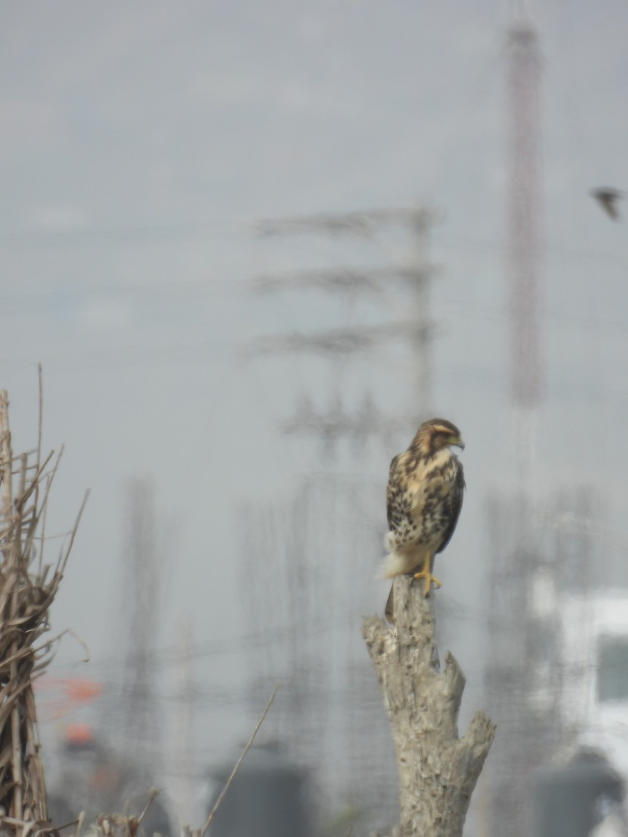 Harris's Hawk - ML645243684