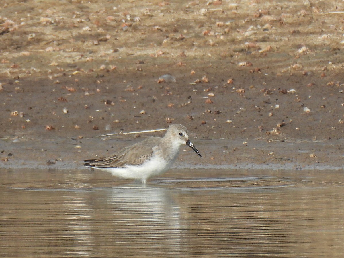 Dunlin - ML645243689