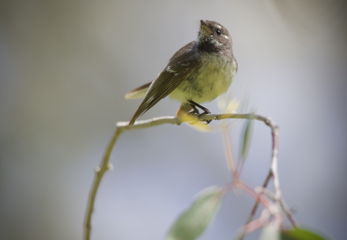 Gray Fantail (alisteri) - ML645243690